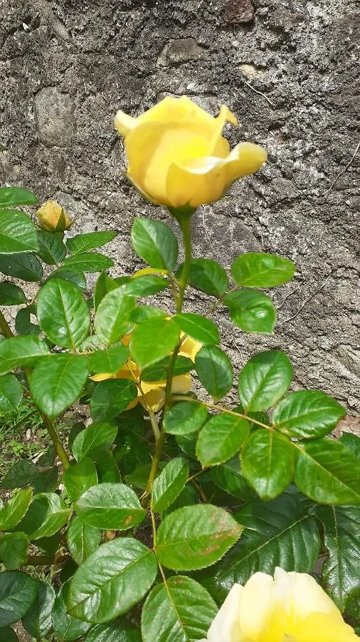 Vicolo Del Nido B&B Paderno Franciacorta 0*,